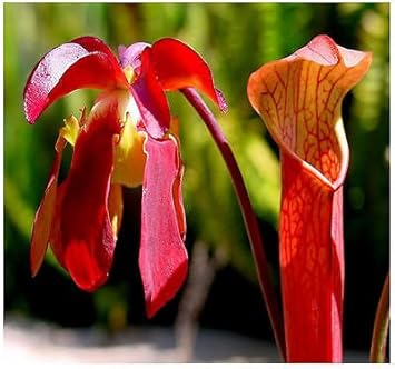 redpitcherheirloomnongmo flower seeds