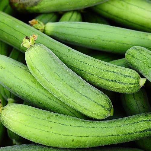 Luffa Gourd Green Seeds – Heirloom, Non-GMO, High Germination Organic Garden Seeds Planting