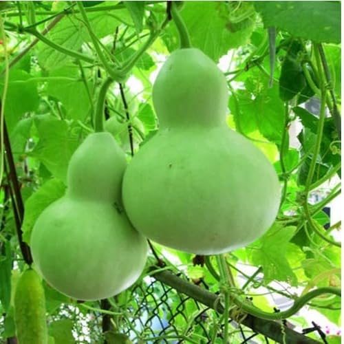 Bottle Gourd Seeds – Heirloom, Non-GMO, High Germination Organic Garden Seeds Planting