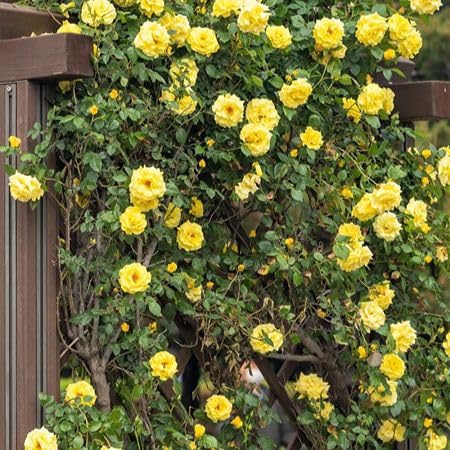 Yellow Climbing Rose Flower Seeds – Heirloom, Non-GMO, High Germination Seeds for Planting