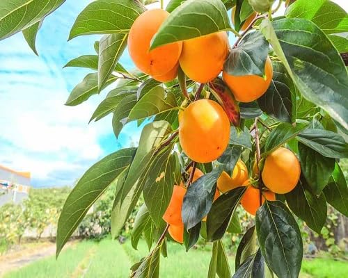 Persimmon Seeds Orange – Heirloom, Non-GMO, High Germination Organic Garden Seeds
