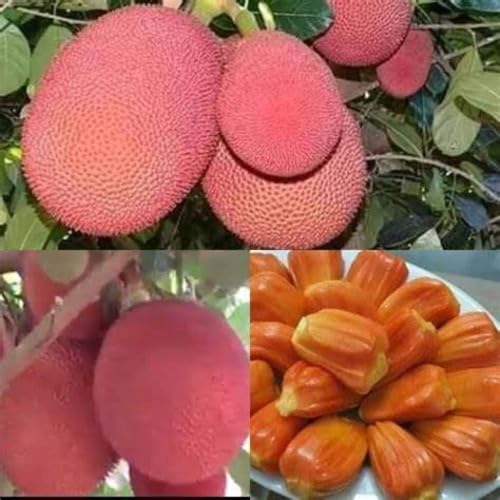 Red Jack Seeds Heirloom Non-GMO High Germination Organic Garden Seeds for Planting