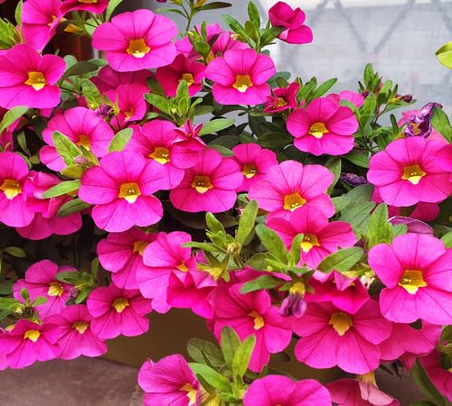 Semillas de Petunia Rosa – Antiguas, No Transgénicas, Semillas de Jardín Orgánicas de Alta Germinación para Sembrar