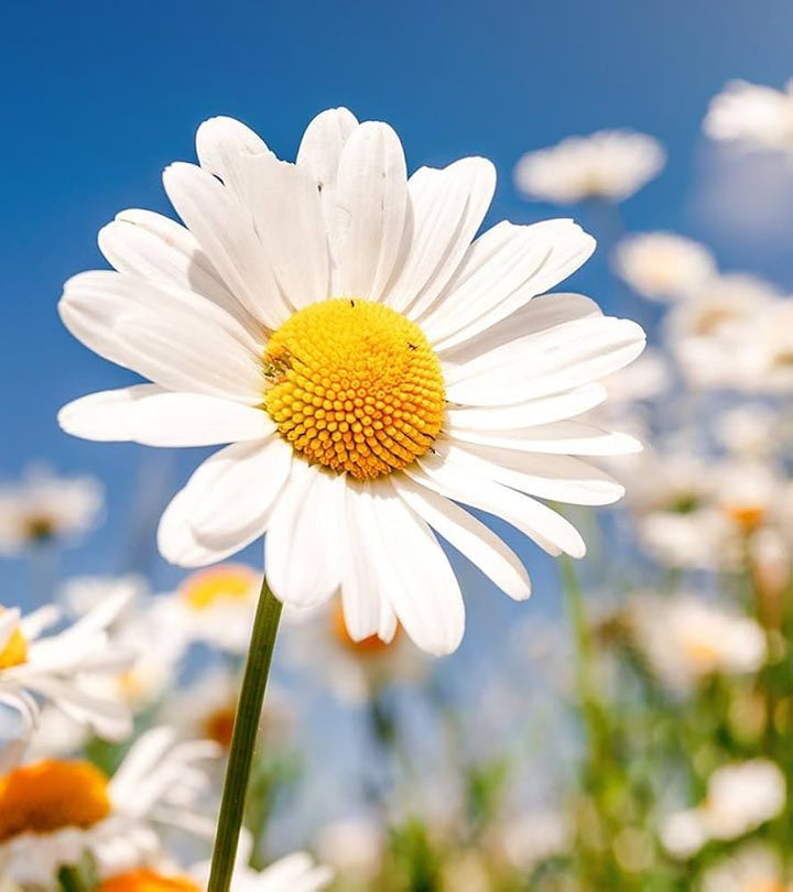 Daisy Flower Seeds White – Heirloom Non-GMO High Germination Organic Garden Seeds