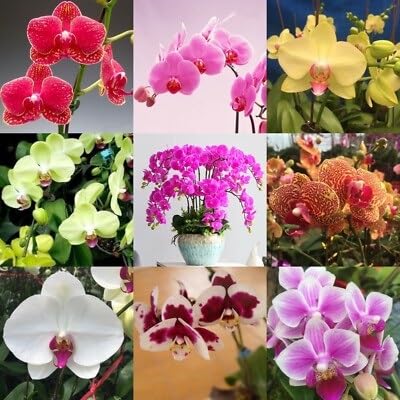 orchid flower heirloom non-gmo seeds