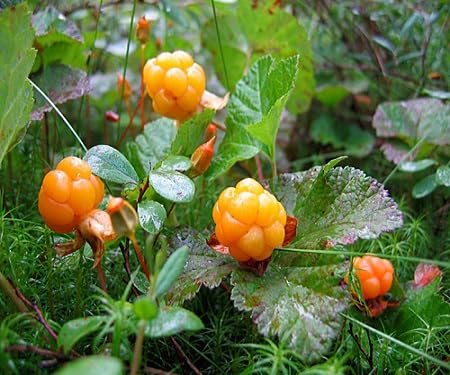 Cloudberry Seeds Yellow Heirloom Non-GMO High Germination Organic Garden Seeds for Planting