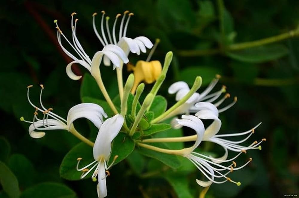 himalayan honeysuckle flower seeds