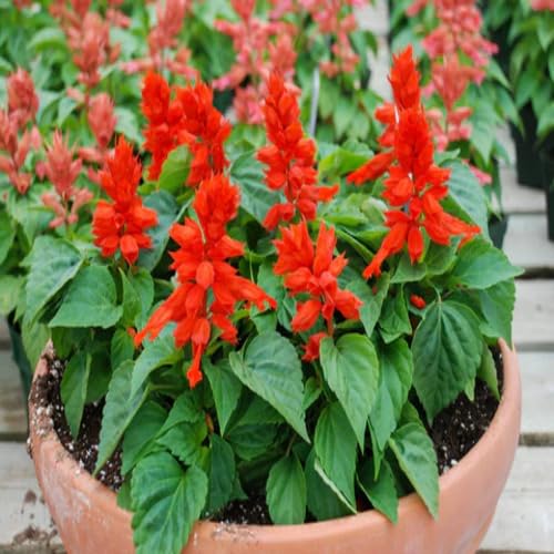 Salvia Flower Seeds – Heirloom Non-GMO High Germination Organic Garden Seeds