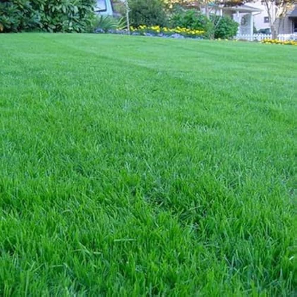 broomsedge grass flower seeds