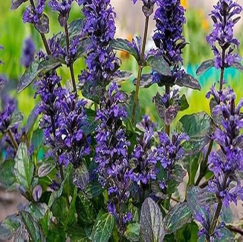 Purple Reptans Flower Seeds Heirloom Non-GMO High Germination Organic Garden Seeds for Planting