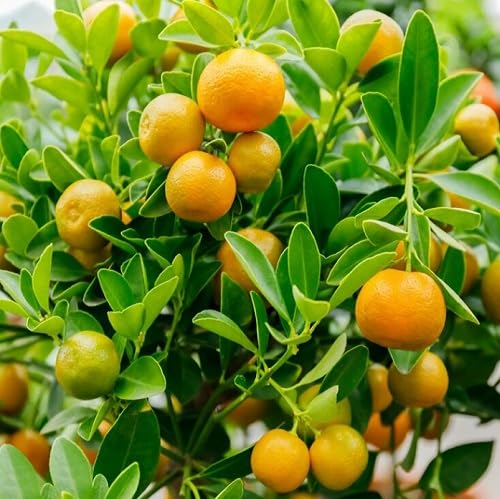 Orangen Calamansi Samen zum Pflanzen – Alte Sorte Gentechnikfrei Hohe Keimfähigkeit Bio Garten Samen