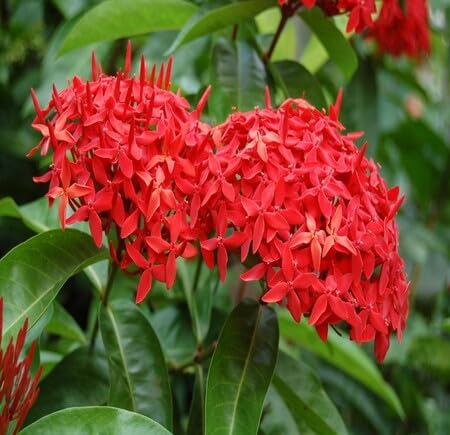 red ixora flower seeds