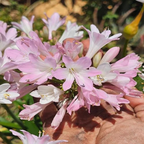 Pink Agapanthus Flower Seeds for Planting – Heirloom, Non-GMO, High Germination Organic Garden Seeds