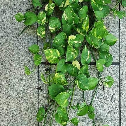 green money flower seeds