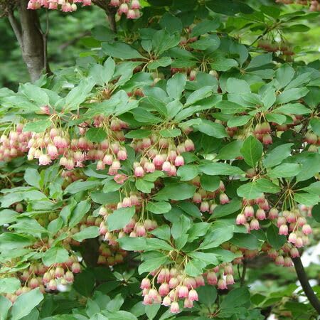 Enkianthus Flower Seeds – Heirloom, Non-GMO, High Germination Organic Garden Seeds for Planting