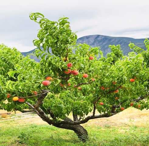 Green Peach Tree Seeds – Heirloom, Non-GMO, High Germination Organic Garden Seeds