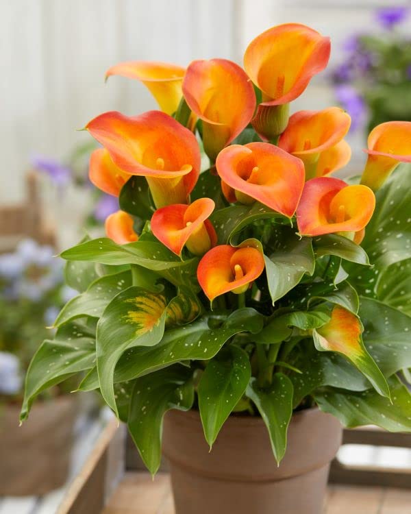 Orange Bonsai Calla Lily Flower Seeds for Planting – Heirloom, Non-GMO, High Germination Organic Garden Seeds