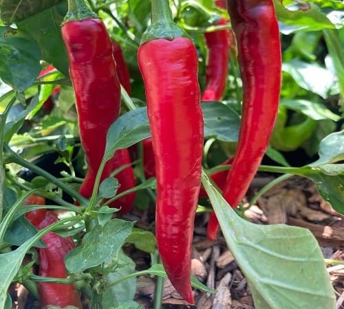 Red Pepper Seeds – Heirloom, Non-GMO, High Germination Organic Garden Seeds Planting