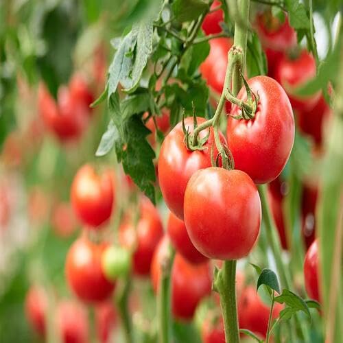 Red Tomato Seeds – Heirloom, Non-GMO, High Germination Organic Garden Seeds Planting