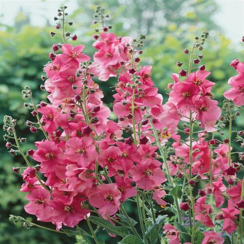Verbascum Flower Seeds Pink for Planting – Heirloom, Non-GMO, High Germination