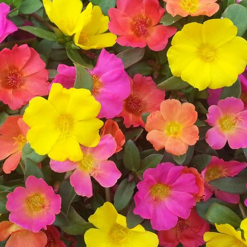 Purslane Flower Seeds – Heirloom, Non-GMO, High Germination Organic Garden Seeds for Planting