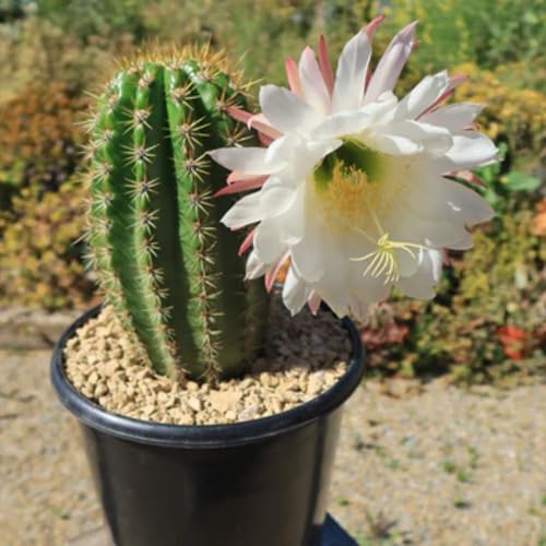 Trichocereus Flower Seeds – Heirloom, Non-GMO, High Germination Organic Seeds