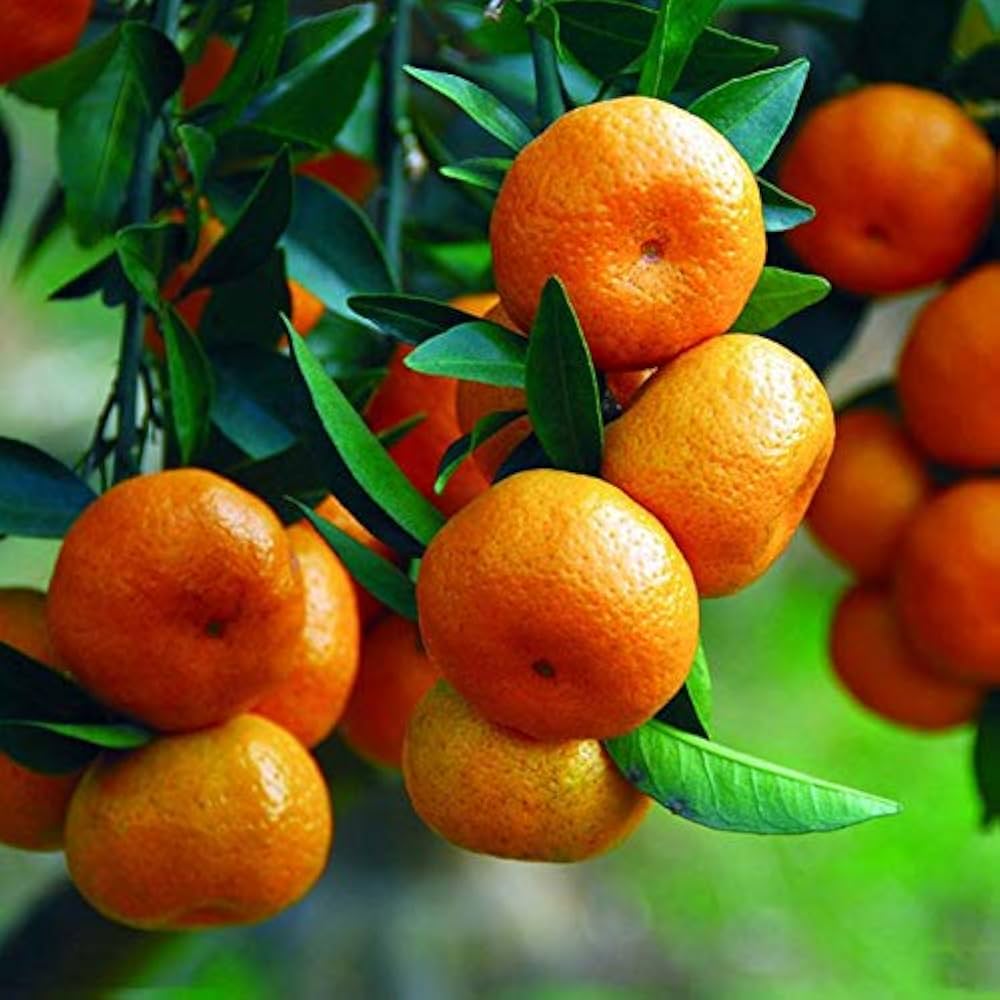orange climbing flower seeds