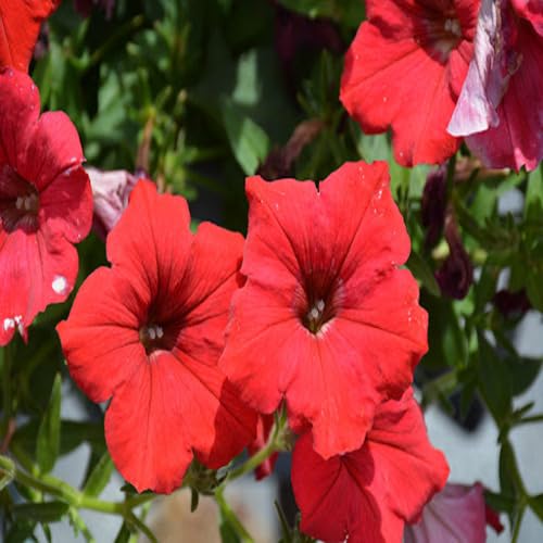 Petunia Flower Seeds Red Heirloom Non-GMO High Germination Organic Garden Seeds