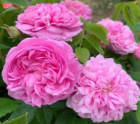 Pink Rose Flower Seeds for Planting – Heirloom Non-GMO High Germination Organic Garden Seeds