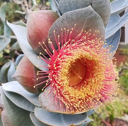 Red Eucalyptus Macrocarpa Rosa Flower Seeds for Planting – Heirloom, Non-GMO, High Germination Organic Garden Seeds