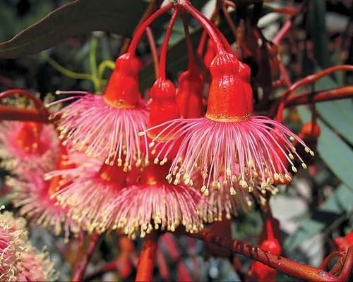 Red Eucalyptus Torquata Flowers Seeds – Heirloom Non-GMO High Germination Organic Garden Seeds for Planting