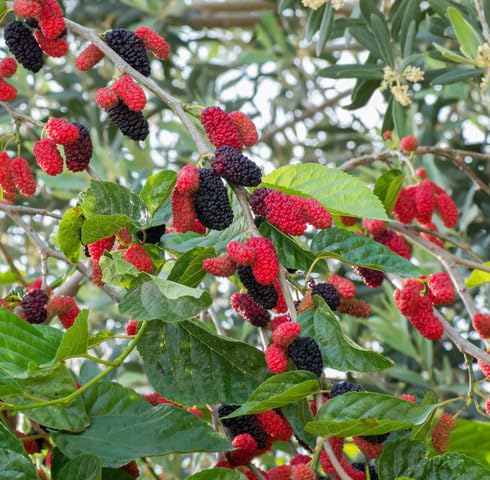 Red Black Mulberry Seeds for Planting – Heirloom Non-GMO High Germination Organic Garden Seeds