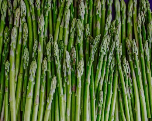 Spargelgrün-Samen – Alte Sorte, gentechnikfrei, hohe Keimfähigkeit, Bio-Gartensamen zum Pflanzen