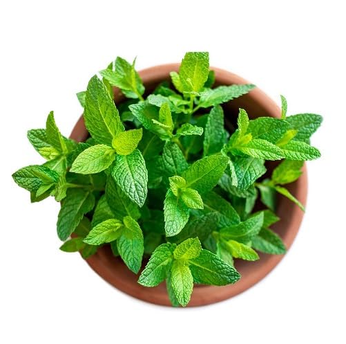 Organic Mint Plant Seeds Heirloom Non-GMO High Germination Organic Garden Seeds for Planting
