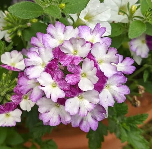 Purple White Verbena Flower Seeds Heirloom Non-GMO High Germination Organic Garden Seeds for Planting