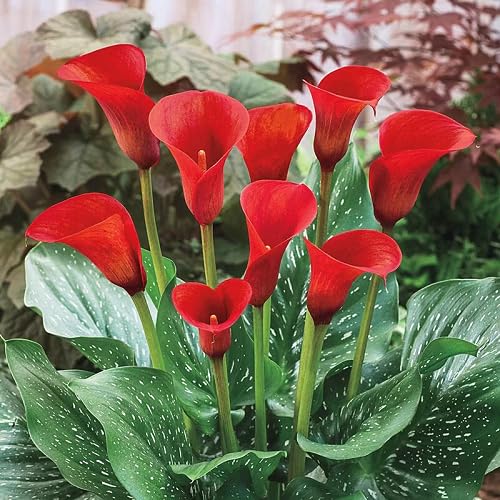 Red Aethiopica Calla Lilly Flower Seeds – Heirloom, Non-GMO, High Germination Organic Garden Seeds for Planting
