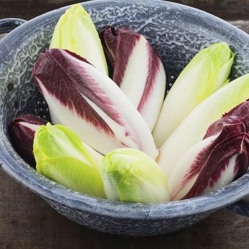 Mixed Chicory Seeds Heirloom Non-GMO High Germination Organic Garden Seeds for Planting