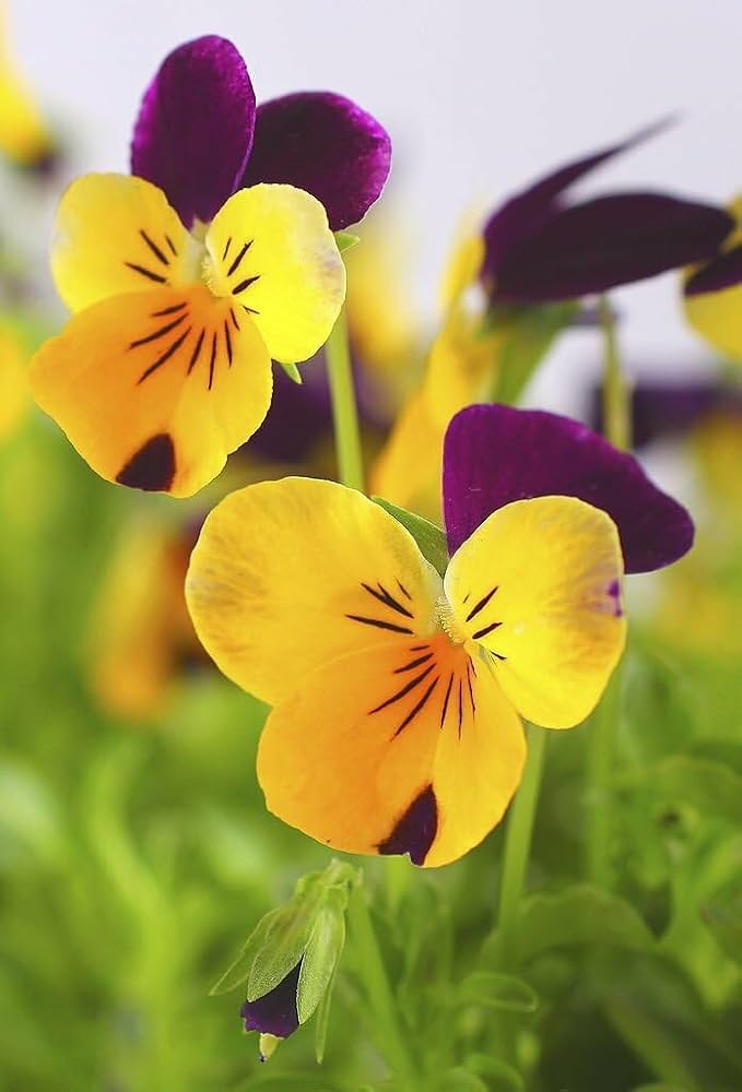red yellow flower seeds