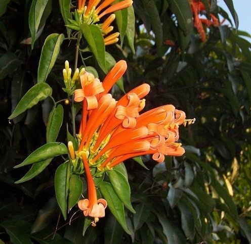 Venusta Flower Seeds for Planting – Heirloom, Non-GMO, High Germination