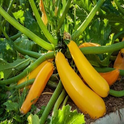 Squash Yellow Seeds – Heirloom, Non-GMO, High Germination Organic Garden Seeds Planting