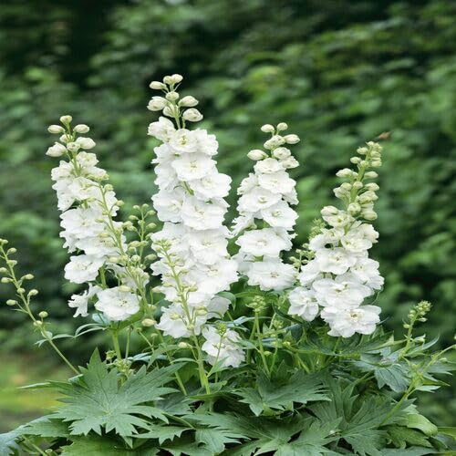 white delphinium flower seeds