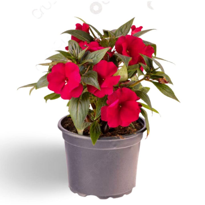 Red Impatiens Flower Seeds – Heirloom Non-GMO High Germination Organic Garden Seeds for Planting