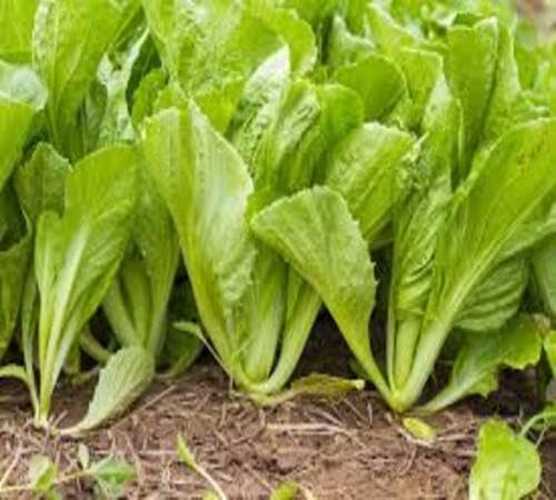 Green Mustard Seeds – Heirloom, Non-GMO, High Germination Organic Garden Seeds Planting