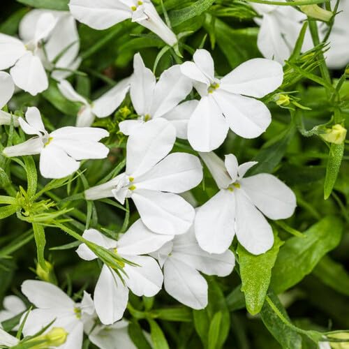 White Lobelia Flower Seeds Heirloom Non-GMO High Germination Organic Garden Seeds for Planting
