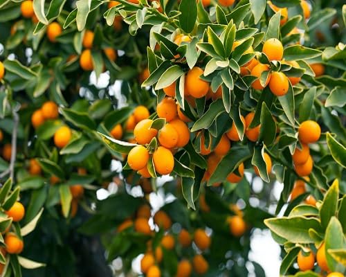 Orange Kumquat Seeds – Heirloom, Non-GMO, High Germination Organic Garden Seeds