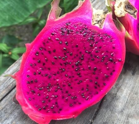 Dragon Fruit Seeds – Heirloom, Non-GMO, High Germination Organic Garden Seeds