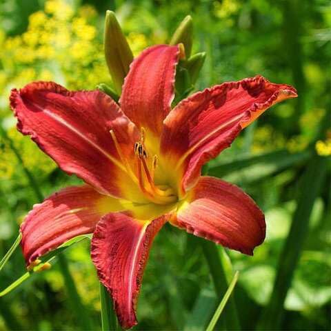Hemerocallis Flower Seeds – Heirloom, Non-GMO, High Germination Organic Garden Seeds for Planting