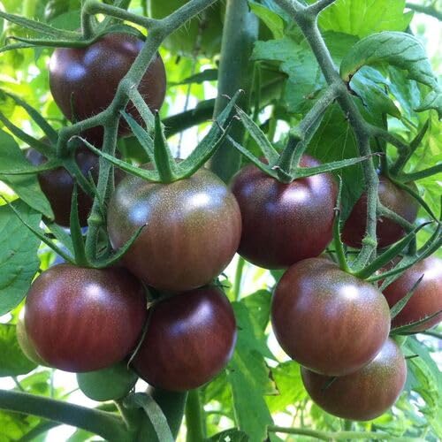 Brown Tomato Seeds – Heirloom, Non-GMO, High Germination Organic Garden Seeds Planting