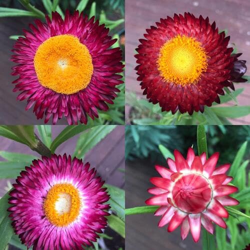 Acroclinium Flower Seeds for Planting – Heirloom Non-GMO High Germination Organic Garden Seeds