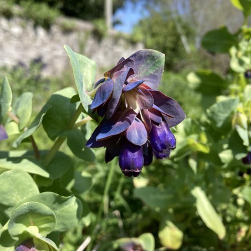 Purple Cerinthe Flower Seeds for Planting – Heirloom Non-GMO High Germination Organic Garden Seeds Seeds for Planting